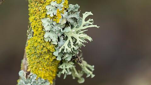 Atelier et sortie de terrain Lichens GO ! 