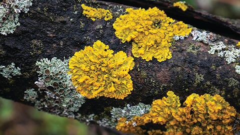 Conférence Lichens GO !